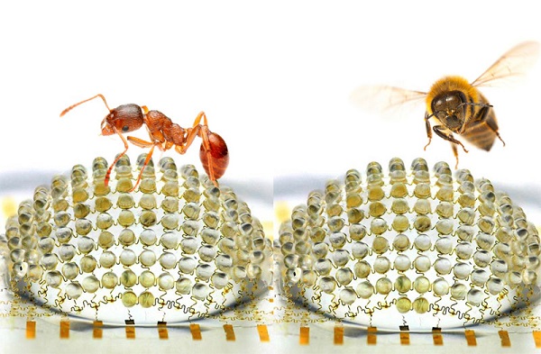 Micro Camera Insects The Insect Eye Camera With 180 Microlenses